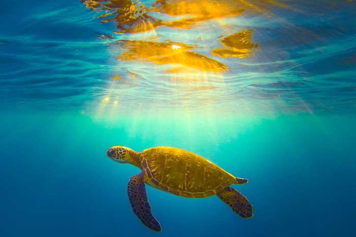 hawaii magazine photo contest