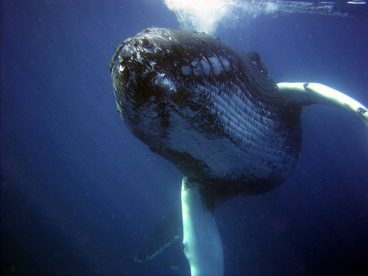humpback whale underwater