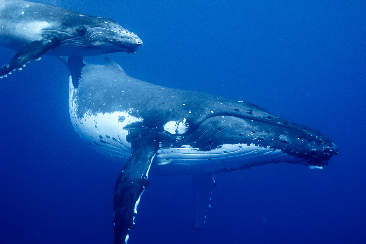 whale mother and calf