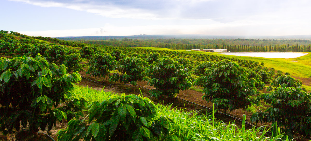 kau coffee hawaii