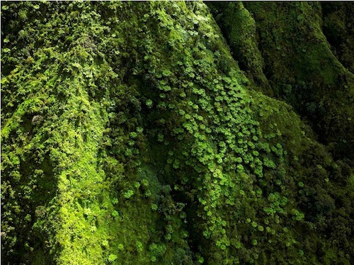 kauai_rainforest