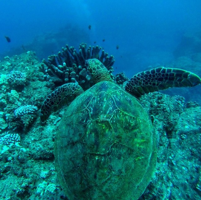 koloa landing snorkel