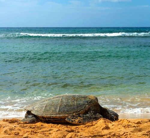 Hawaii_Oahu_Maui_Kauai_beaches