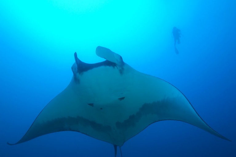 manta-ray-ThinkstockPhotos-95478971