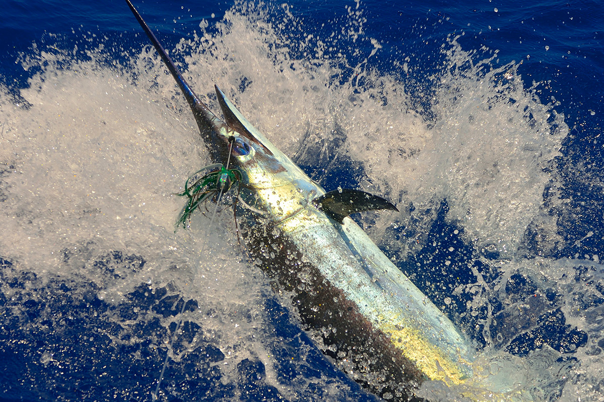 marlin shore fishing deep sea fish maui