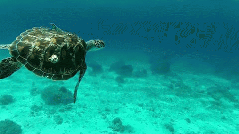 hawksbill sea turtle