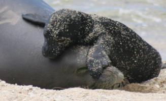 Hawaiian_monk_seal_state_mammal
