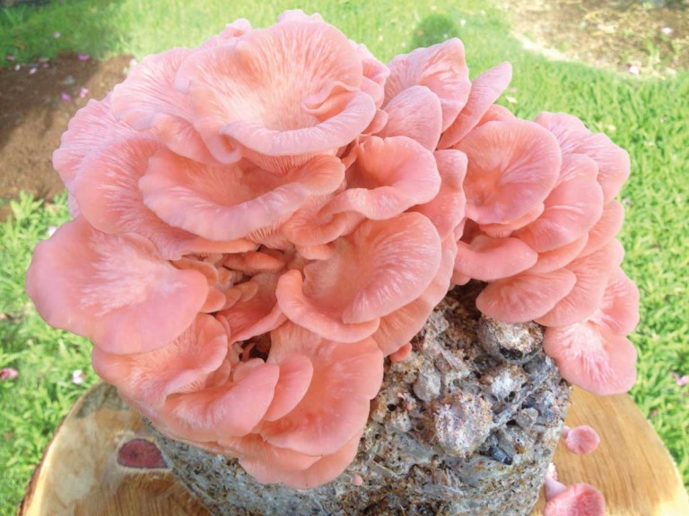 mushroom2