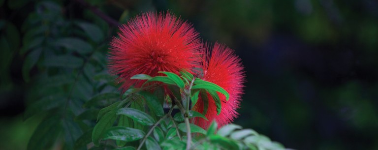 ohia