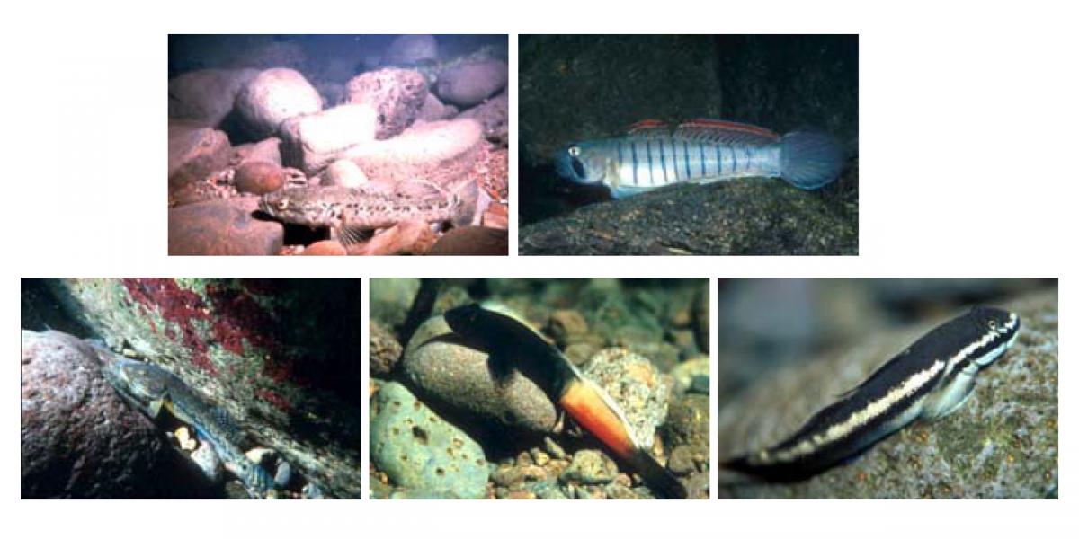 oopu hawaiian freshwater gobies