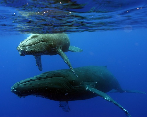 Hawaii_Oahu_Kaui_whale_sanctuary_census