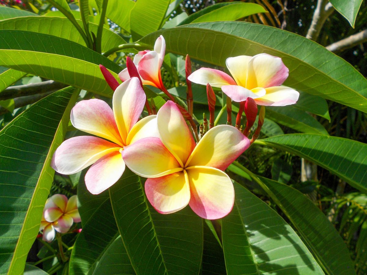 plumeria