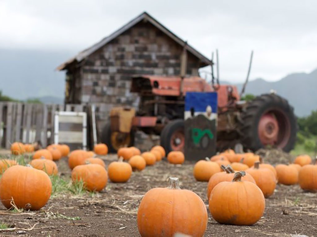 pumpkinpatch-waimanalo