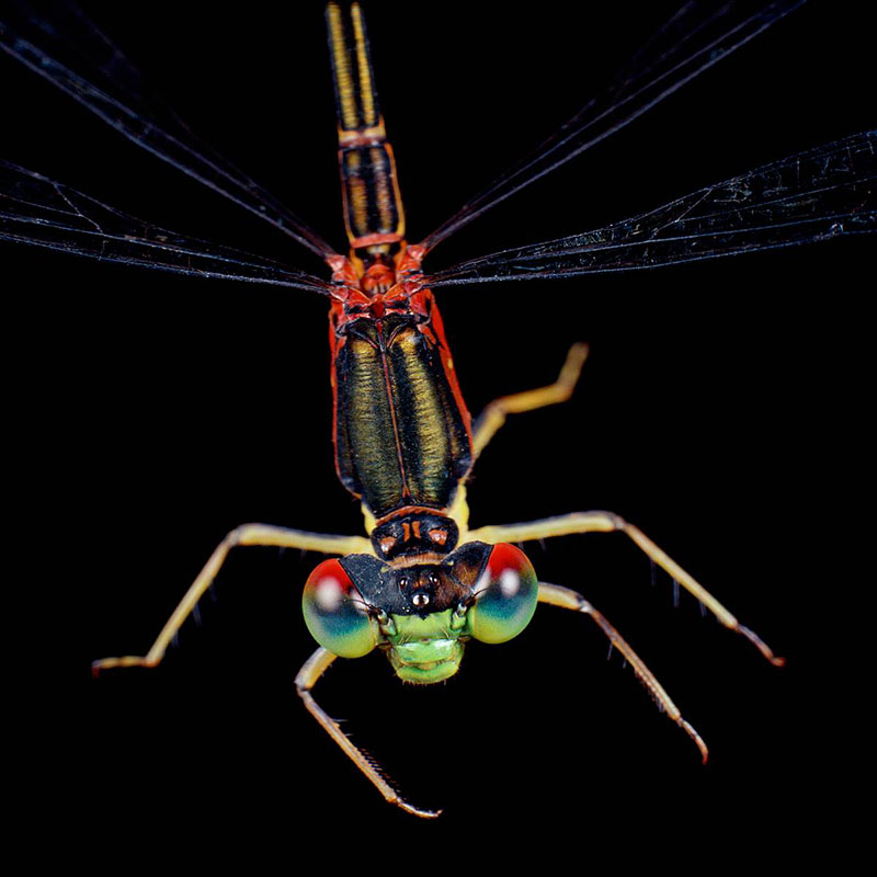 rainbow eyed damselfly