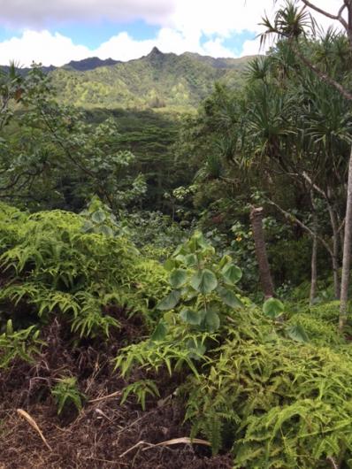 rare valley view[3][1]