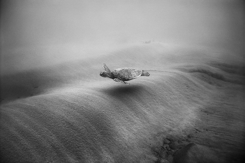 wayne-levin-underwater-photography