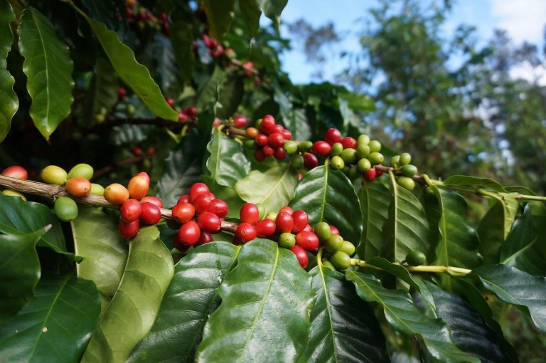 shop-bigislandcoffee-tree2