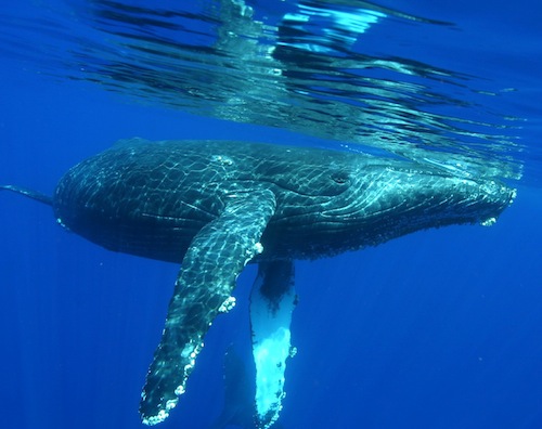 Hawaii_Maui_Lahaina_whale_research_tours