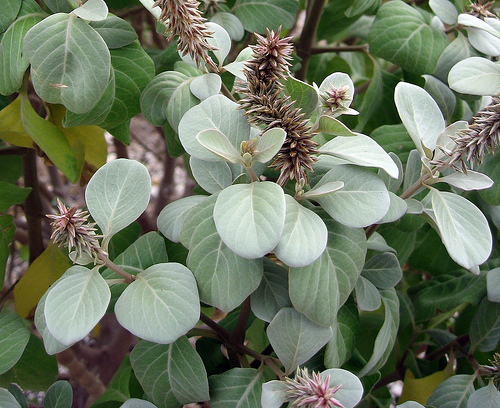 Hawaii_Oahu_endangered_threatened_species