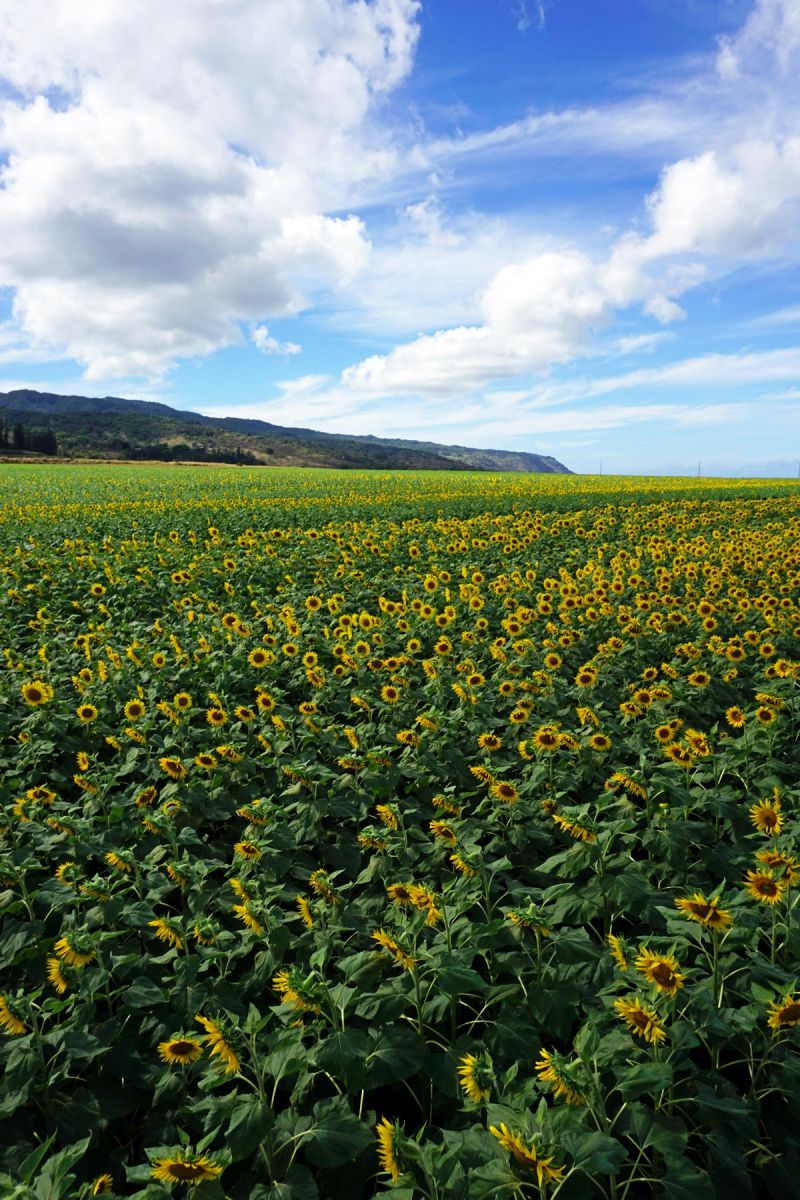 waialua sunflower fields