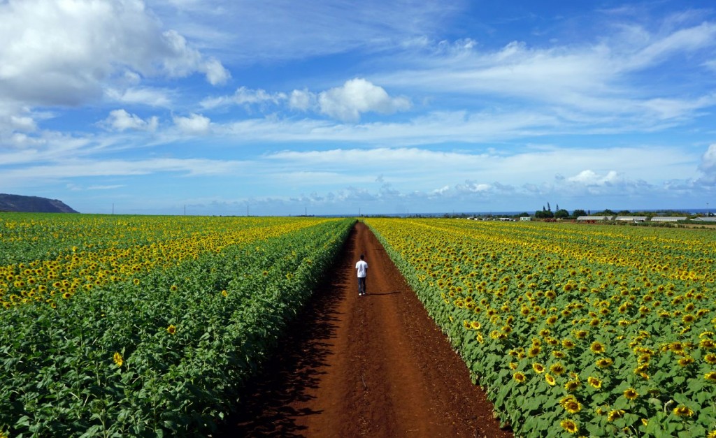 north shore sunflower fields