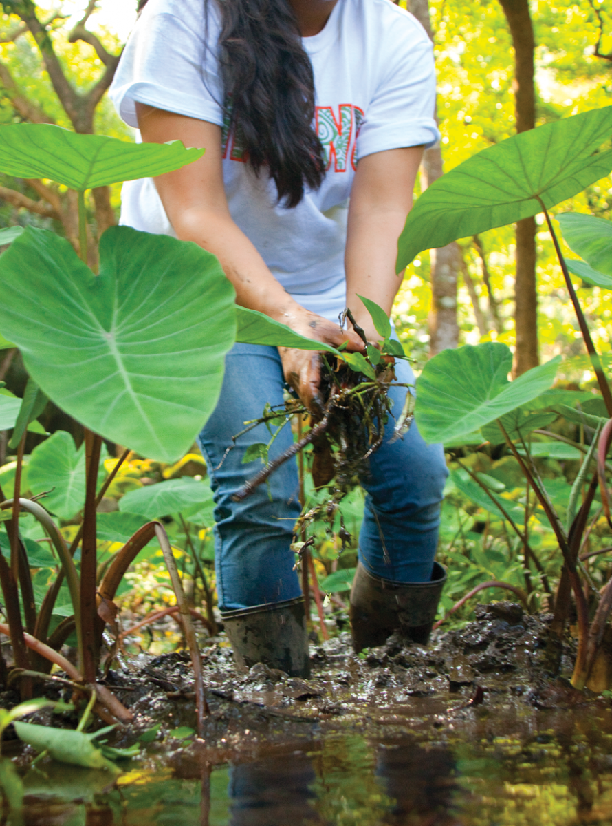 waipio valley hawaii