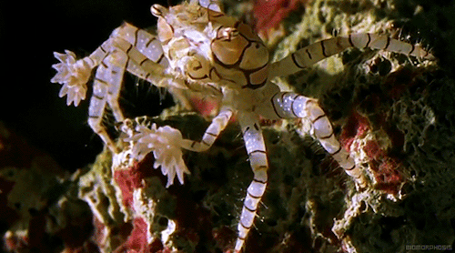 hawaiian boxer crab
