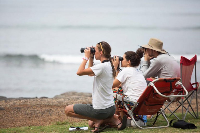 volunteer-whale count