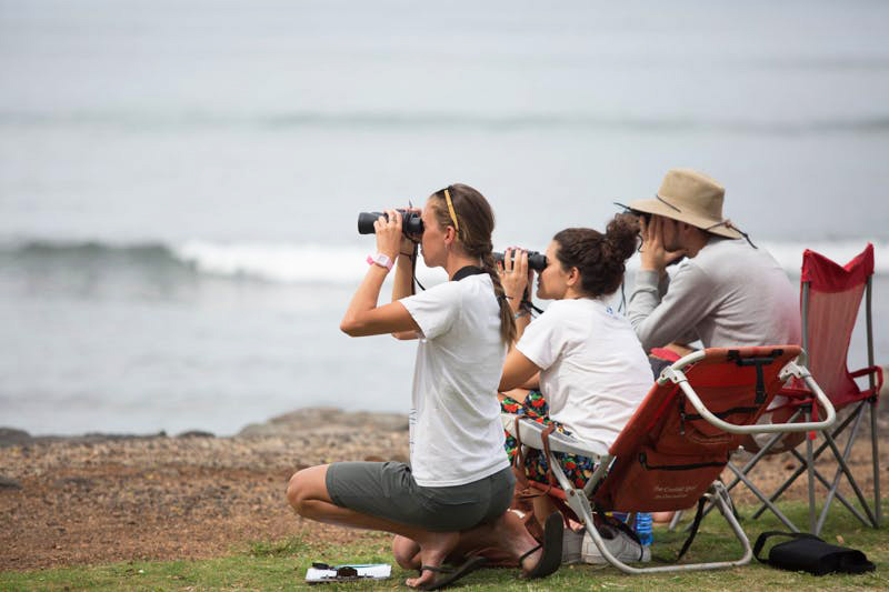 volunteer-whale count