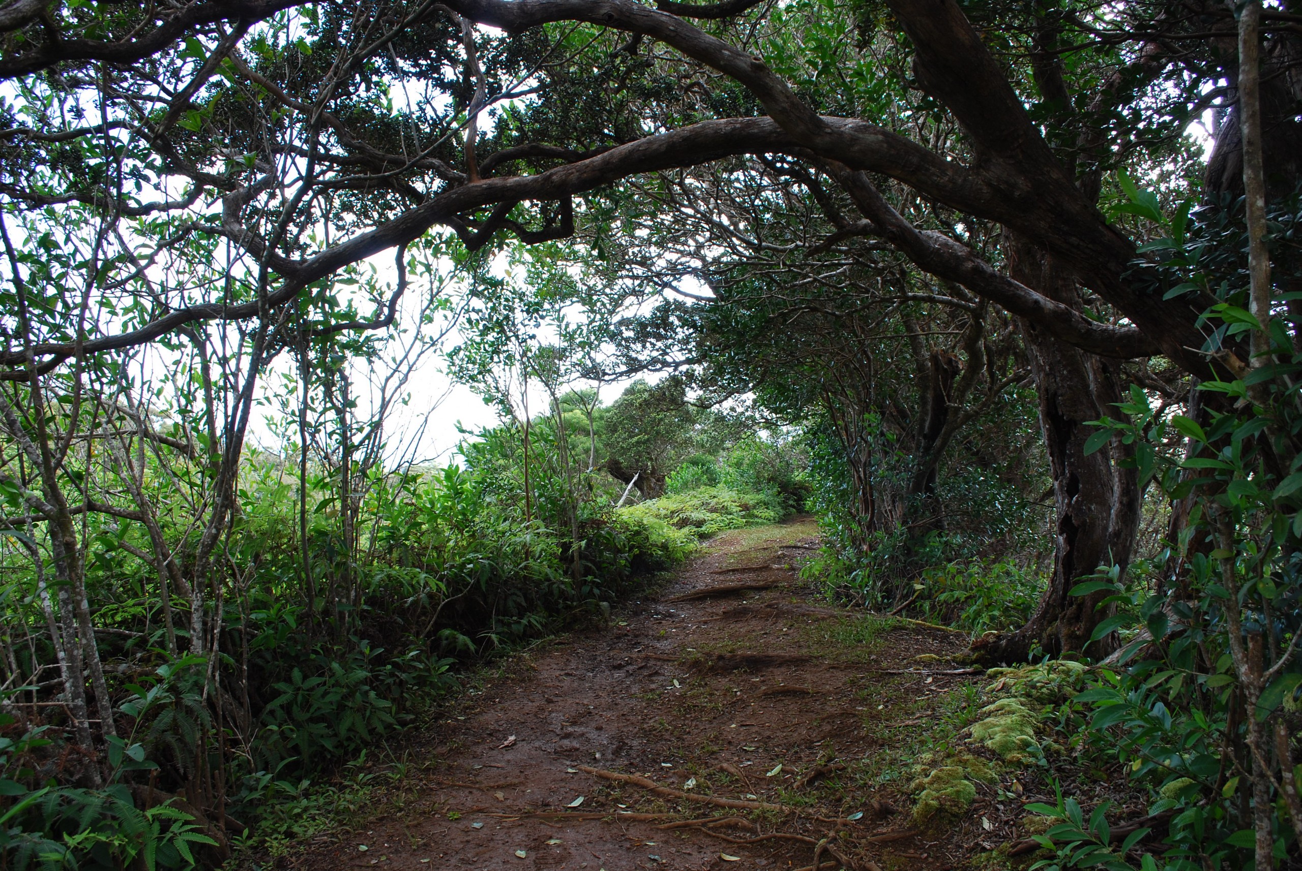 oahu_waahila_ridge_trail_hike
