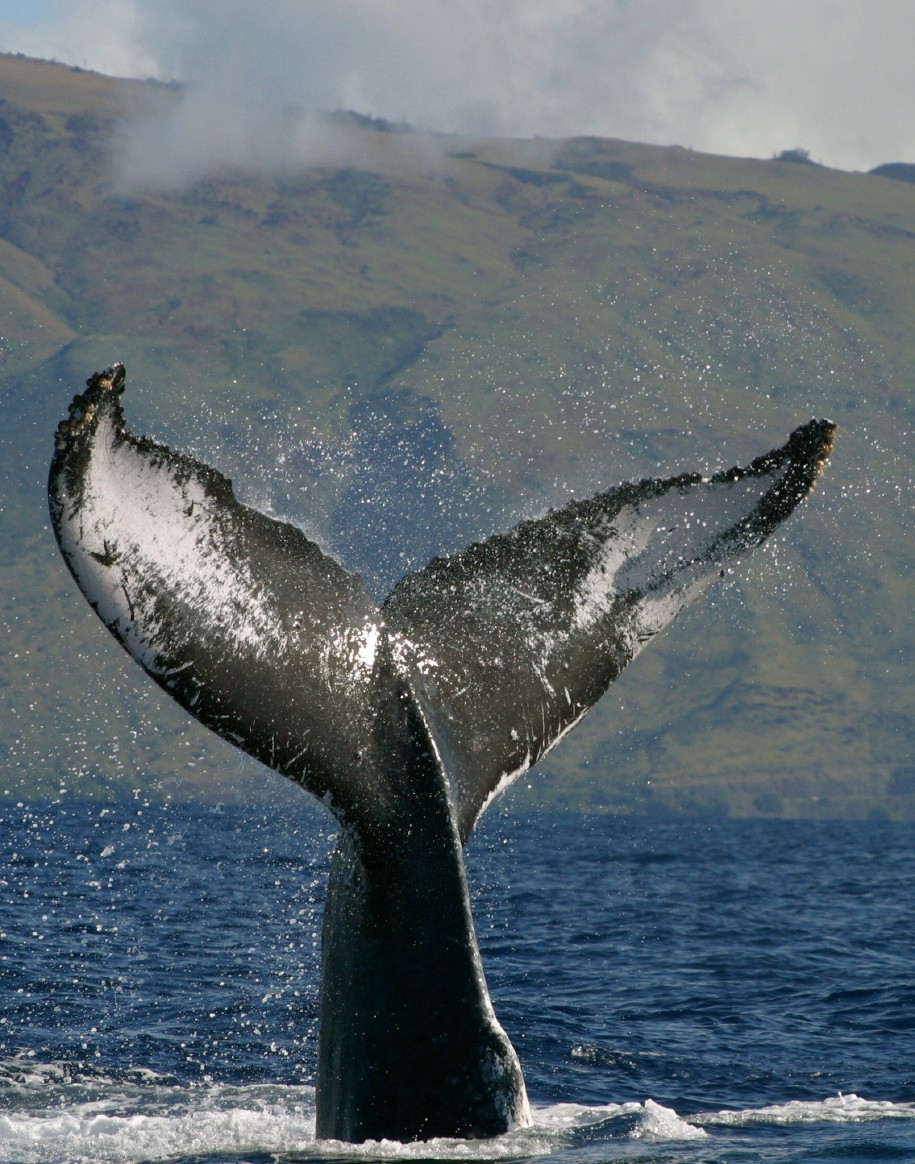 Hawaii_Maui_whales_festival