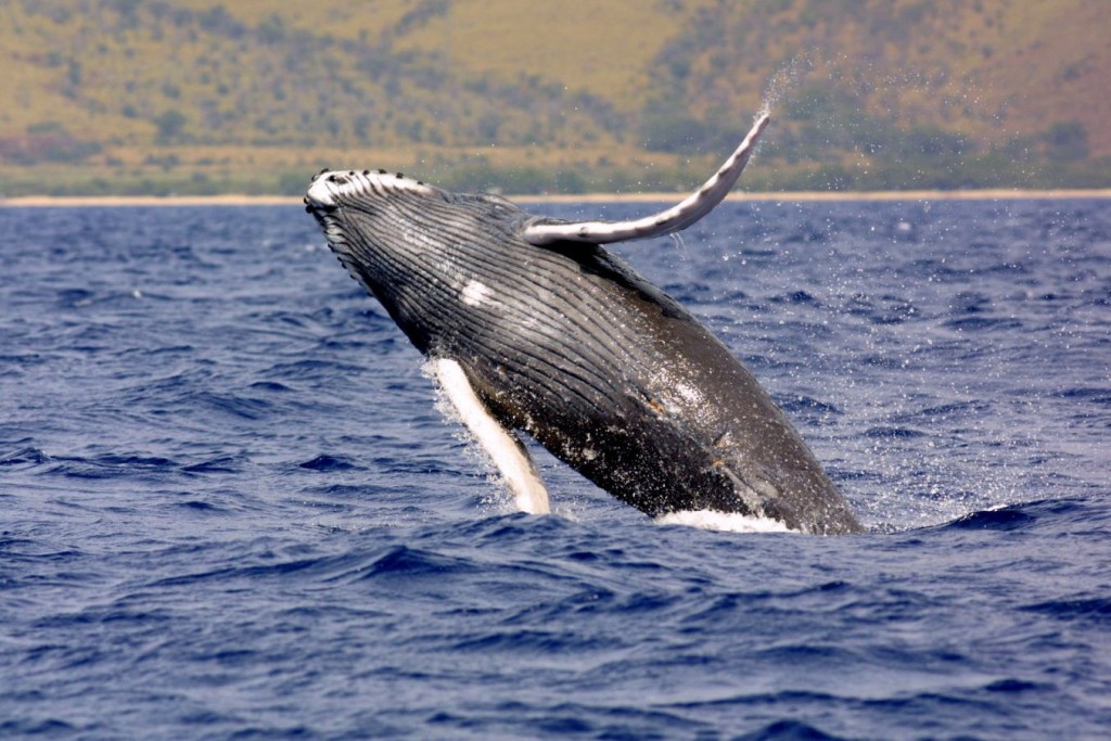 NOAA humpback Whale