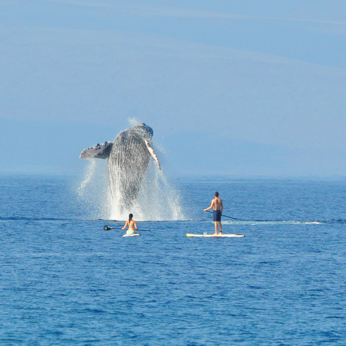 standup paddling whales maui