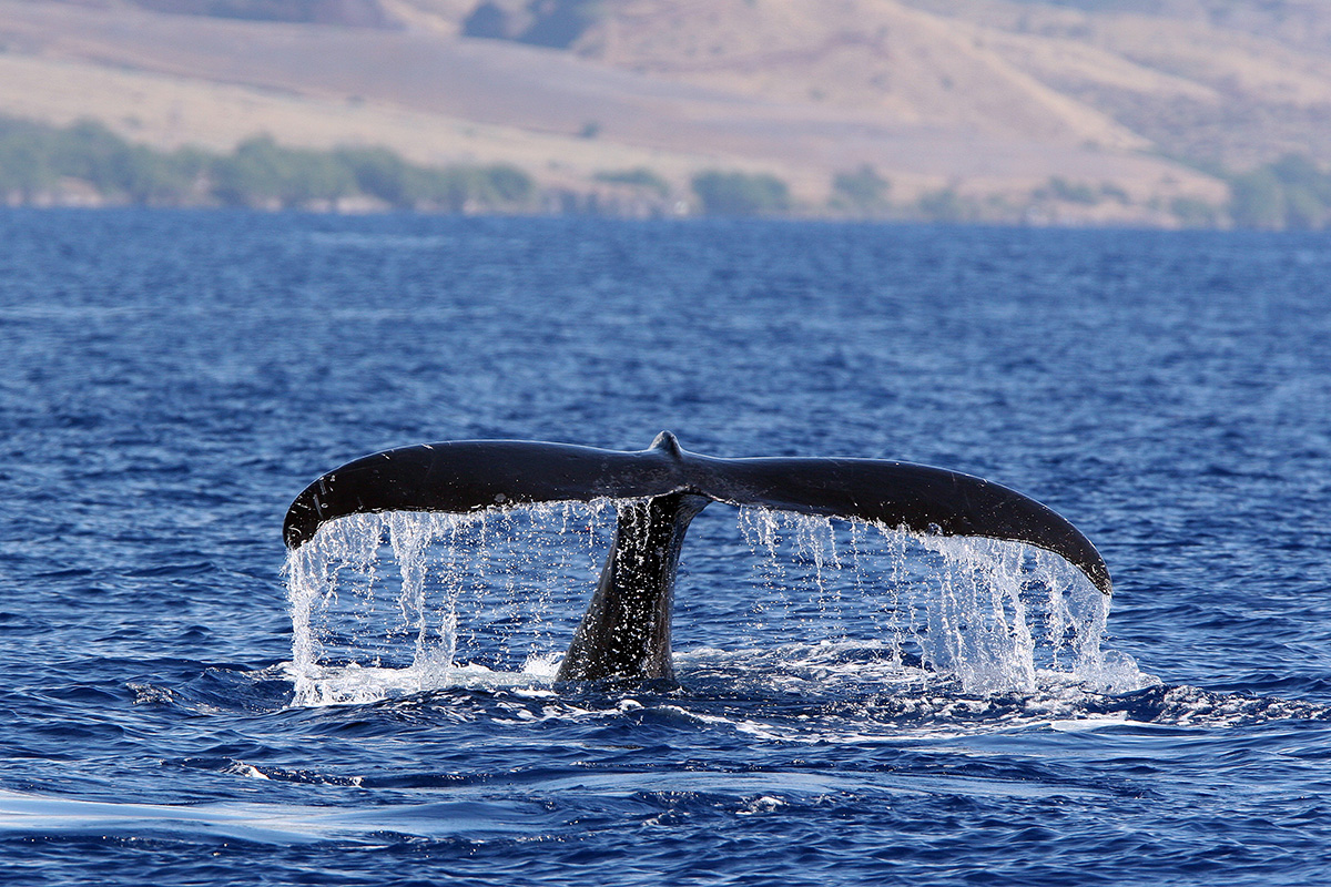 whaletail