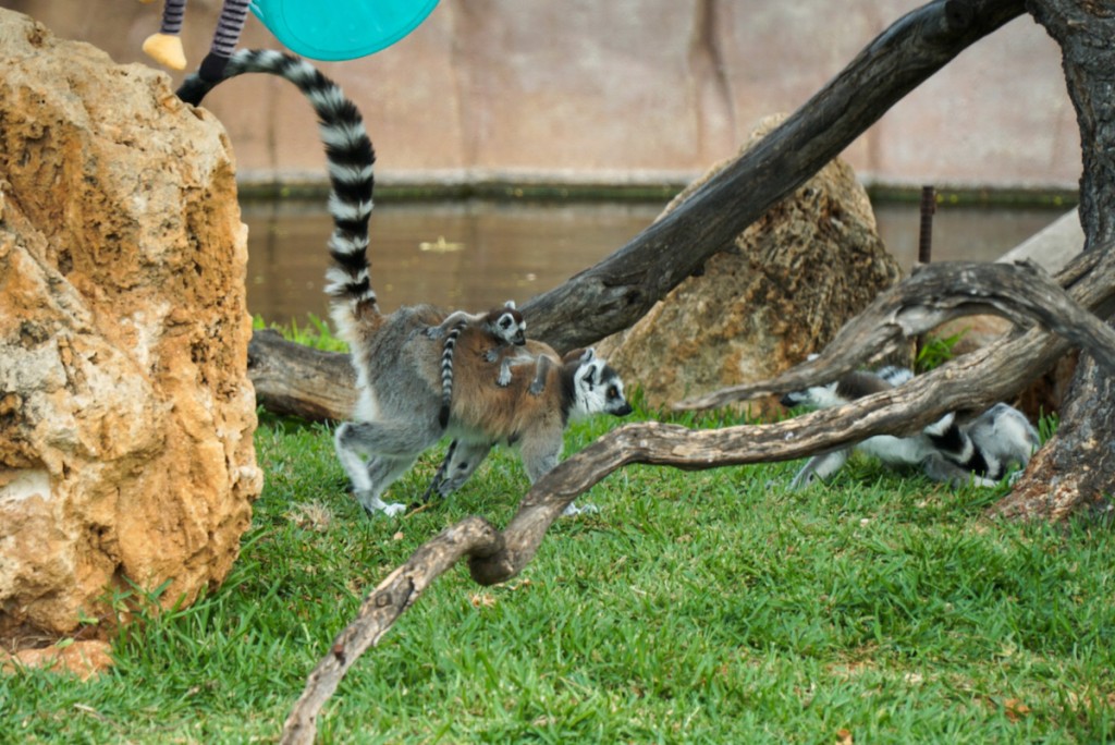 zooreopen-lemur