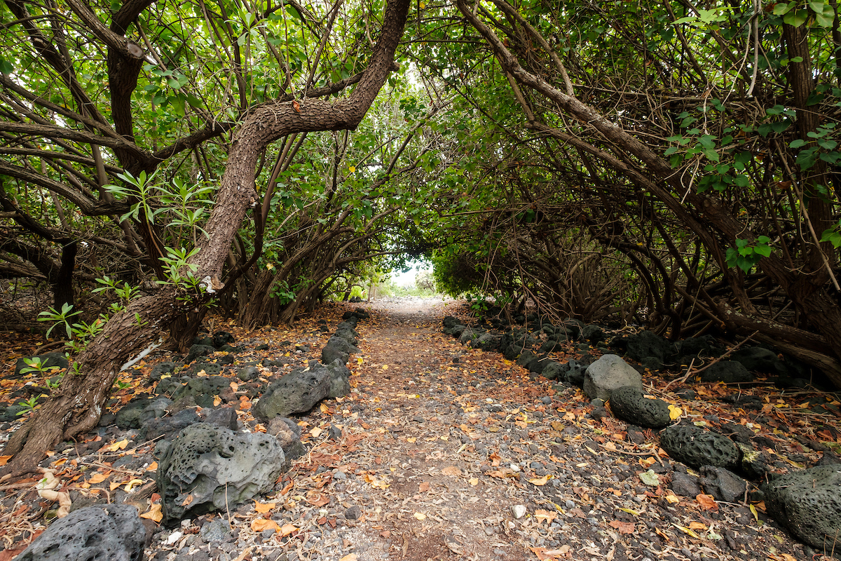 Him2005 Ay Hawaii Island 8866