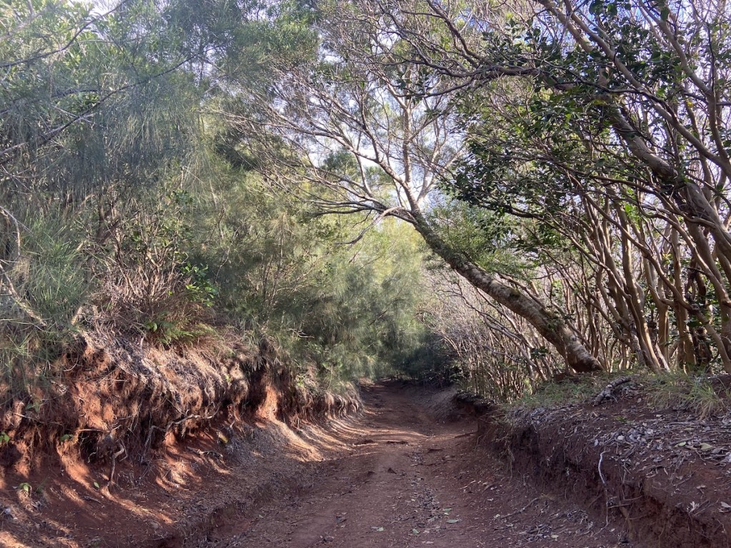 Oahuhikes Wiliwilinui2