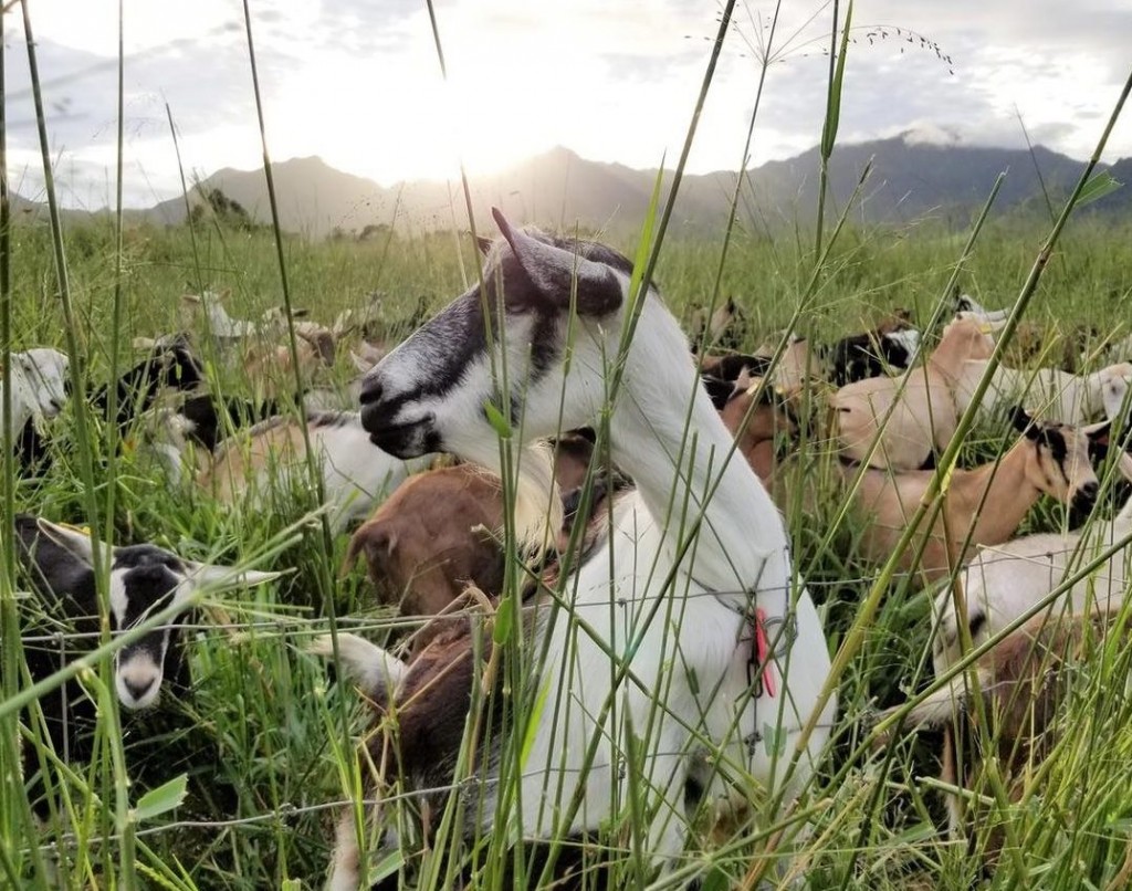 Alohafridaypicks Opener