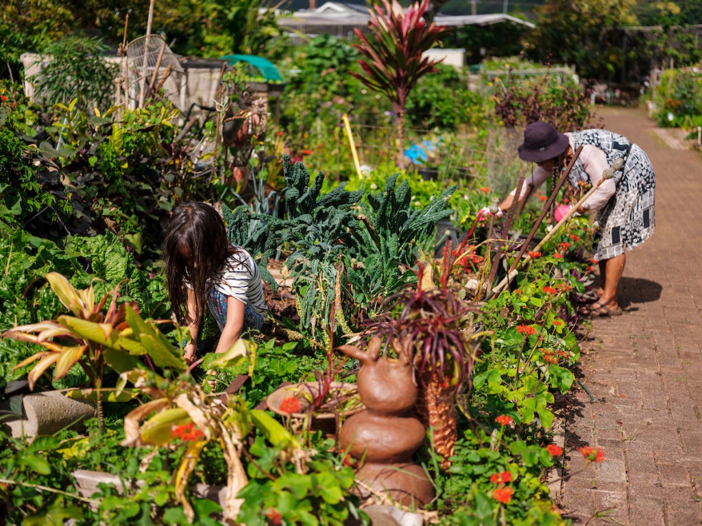 Him2104 Ay Community Gardens Manoa 7731