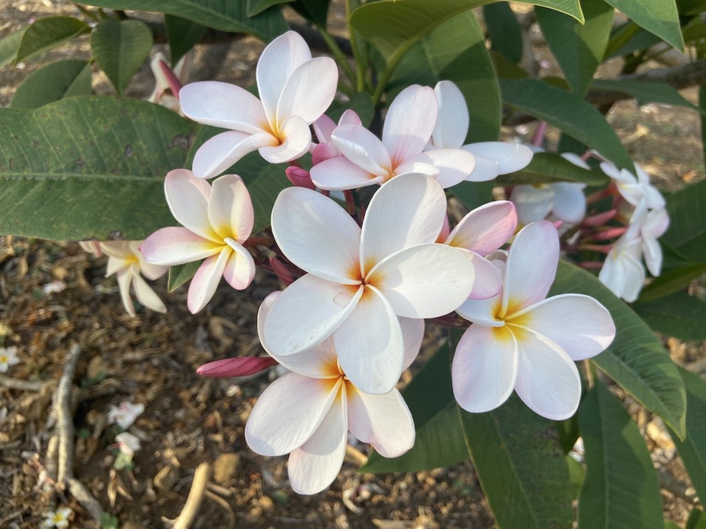 Plumeria White