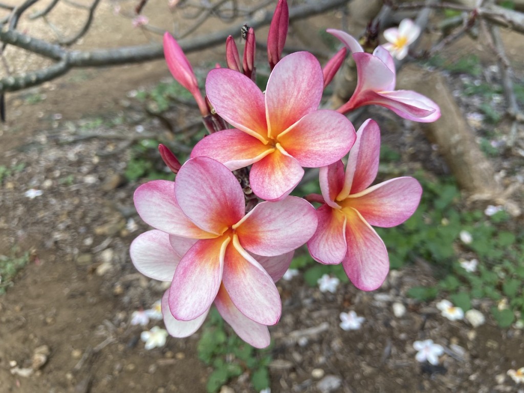 Plumeria Pink