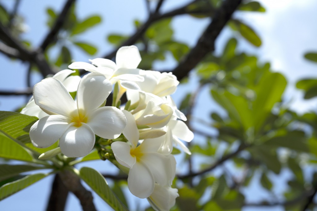 White Flower Name Frangipani Or Plumeria Or Temple Tree Or Graveyard Tree For Background