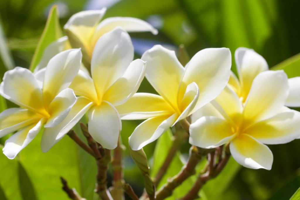 Plumeria1