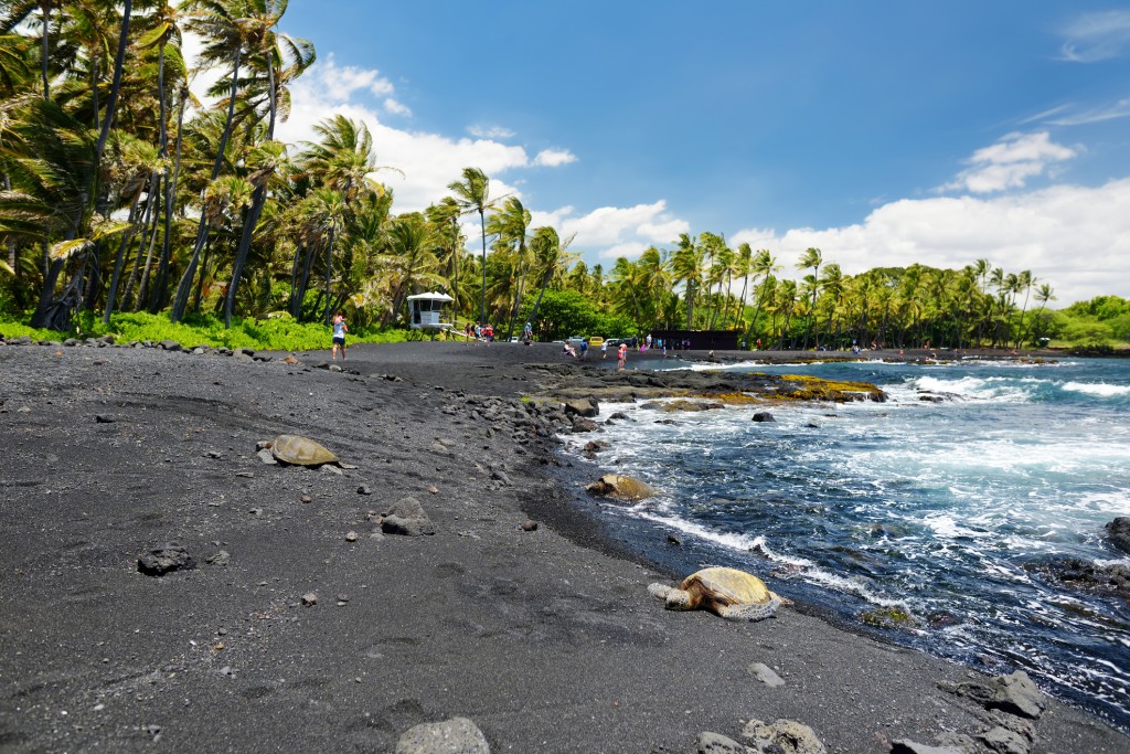Hawaiian Green Turtles Relaxing At Punaluu Black Sand Beach On The Big Island Of Hawaii