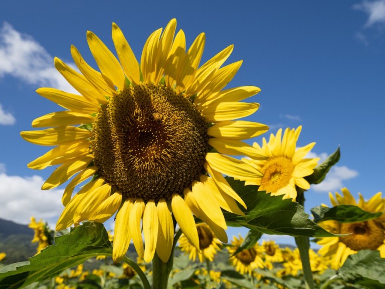 Alohafriday Hn1908 Dc Sunflowers 0428 1024x768