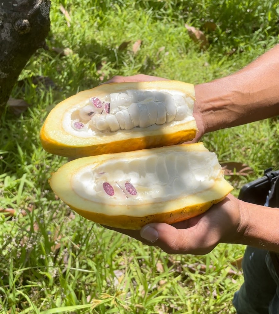 Kaneshiro Holding Open Cacao Pod