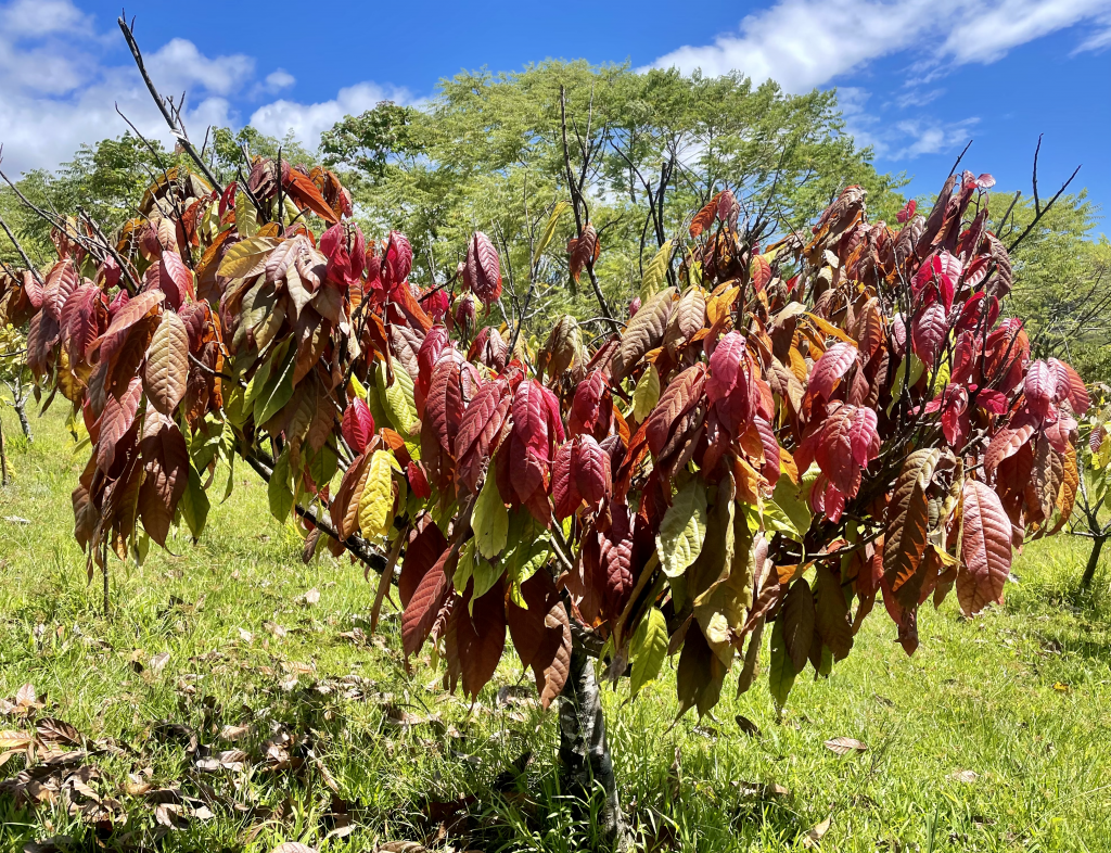 Lavaloha Red Leaf Cacao Tree