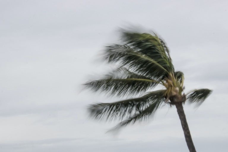 Blowing Palm Tree During Storm In Hawaii