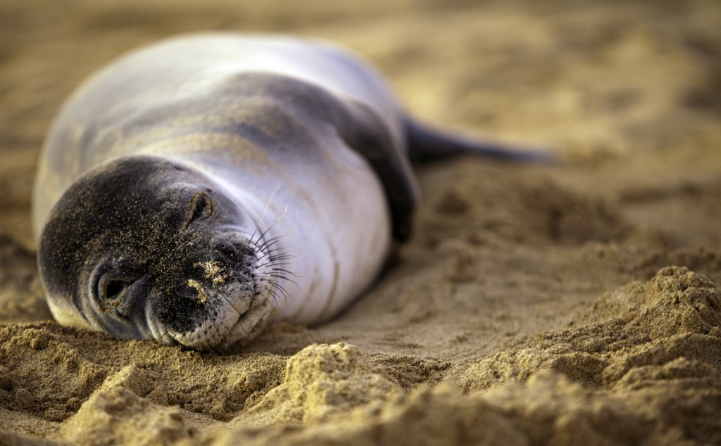 Endangered Monk Seal
