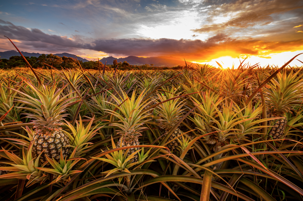 Screen Shot 2021 01 13 At 115251 Am